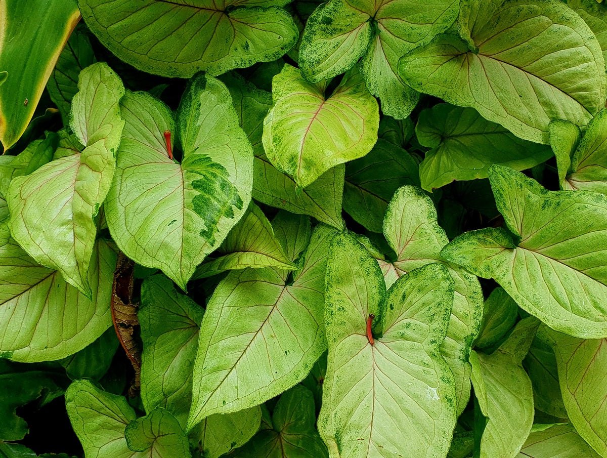 Syngonium podophyllum - GOLDEN ALLUSION