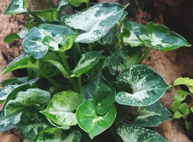 Syngonium podophyllum - MINI PIXIE