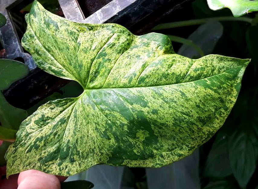 Syngonium podophyllum - MOJITO