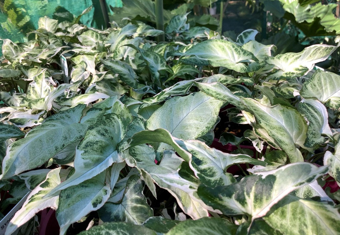 Syngonium podophyllum - NGERN LAI MA