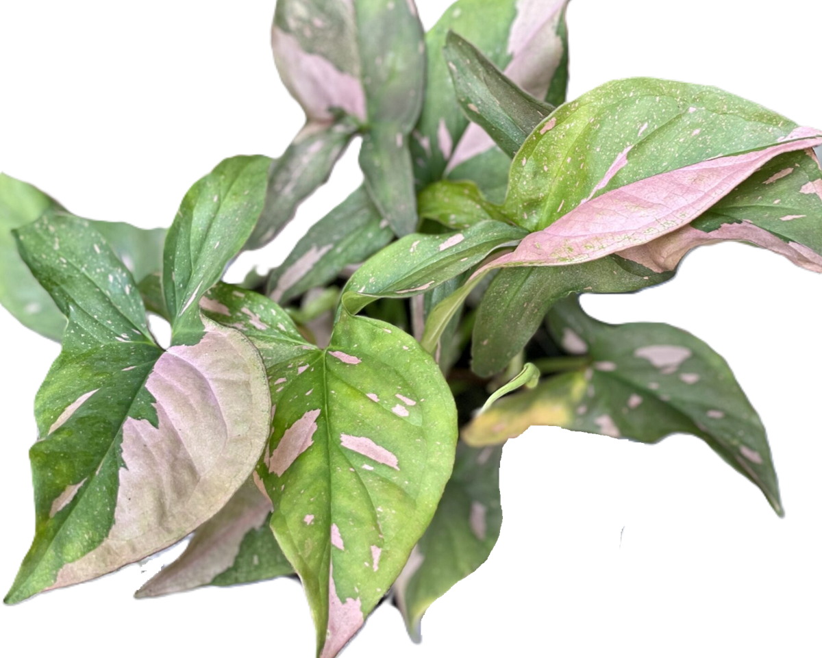 Syngonium podophyllum - PINK SPLASH