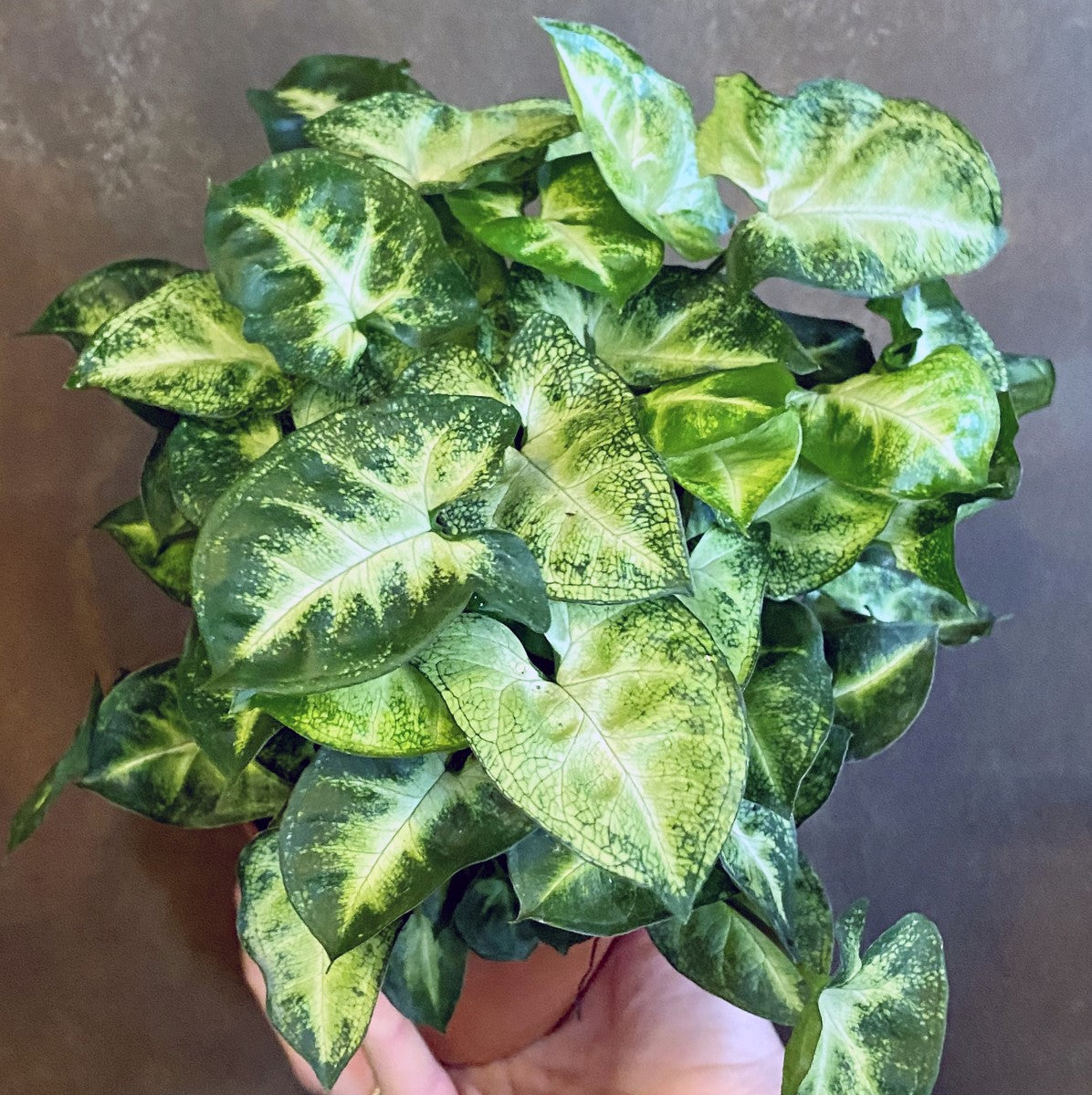Syngonium podophyllum - PIXIE