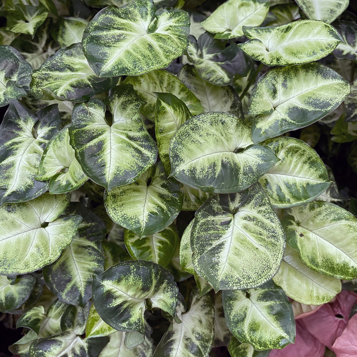 Syngonium podophyllum - PIXIE