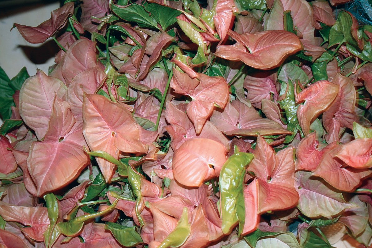 Syngonium podophyllum - RED HEART