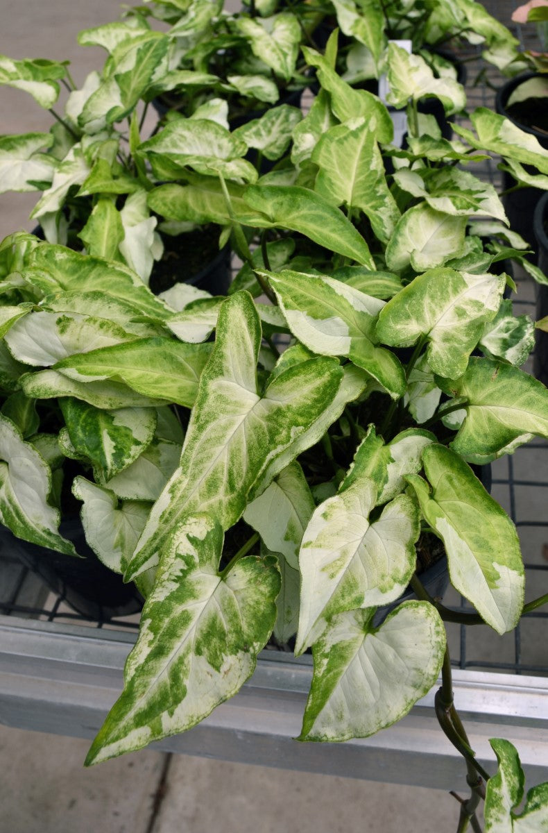 Syngonium podophyllum - THREE KINGS