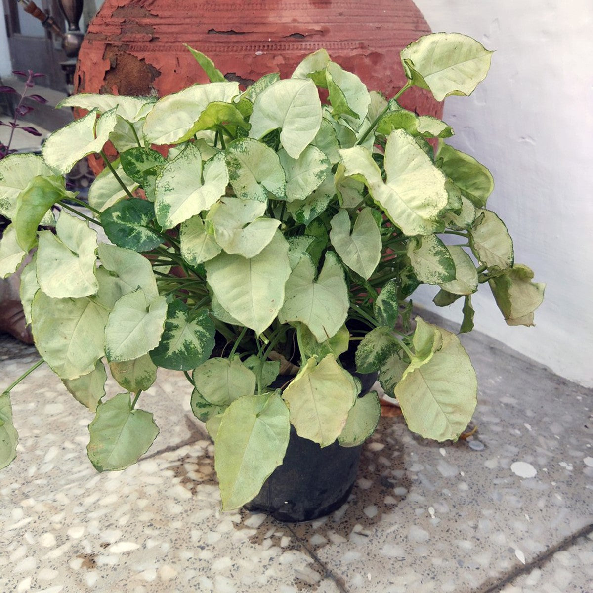 Syngonium podophyllum - WHITE BUTTERFLY Hanging Basket