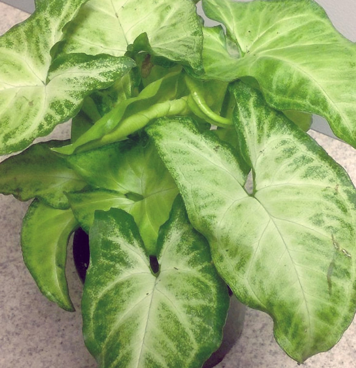 Syngonium podophyllum - WHITE BUTTERFLY Hanging Basket