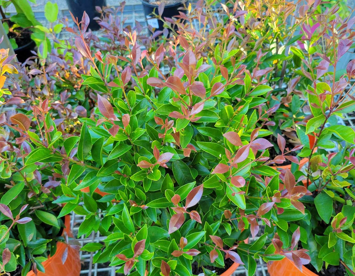 Syzygium smithii - FIREWALL - Lilly Pilly Seed-Grown