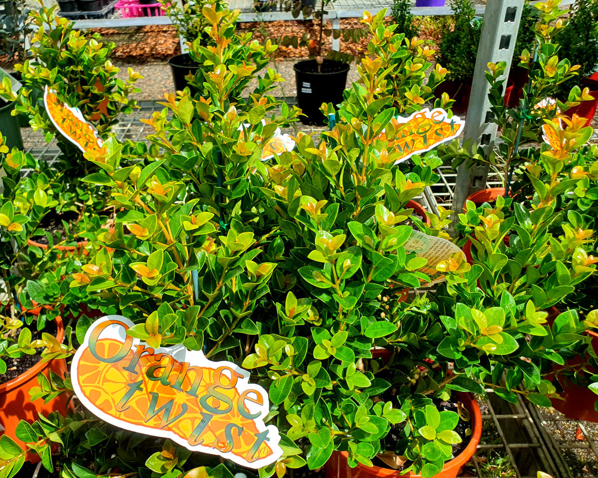 Syzygium australe - ORANGE TWIST - Lilly Pilly 'Orange Twist' PBR