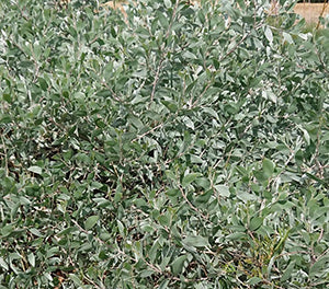 Acacia binervia - STERLING SILVER - Coast Myall