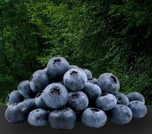 Vaccinium corymbosum x darrowii x ashei - VITALITY - Blueberry