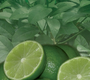 Citrus - Lime - SUBLIME 'Sublime' PBR