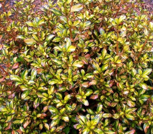 Coprosma repens - EVENING GLOW - Mirror Bush