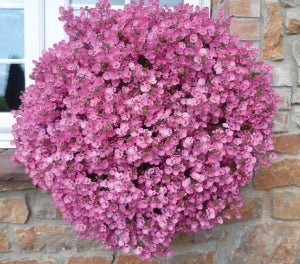 Diascia - LITTLE DANCER - Twinspur