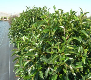 Ficus obliqua - FIGARO - Small-leafed Fig