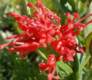 Grevillea rhyolotica - DEUA FLAME - Deua Grevillea