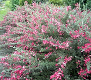 Grevillea lanigera - LITTLE DRUMMER BOY - Woolly Grevillea