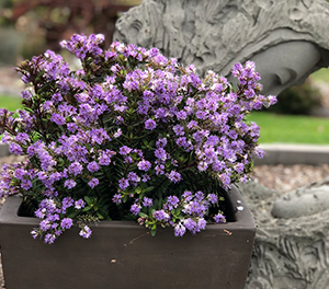 Veronica - LILAC MIST - Hebe 'KIN1717' PBR