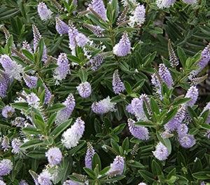 Veronica - LILAC TIME - Hebe
