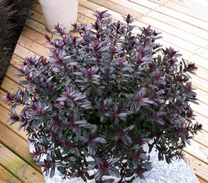 Veronica - TURKISH DELIGHT - Hebe