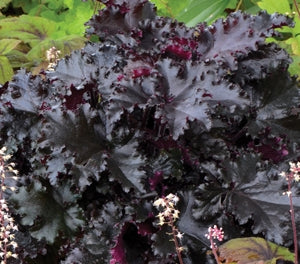 Heuchera - BLACK TAFFETA - Coral Bells