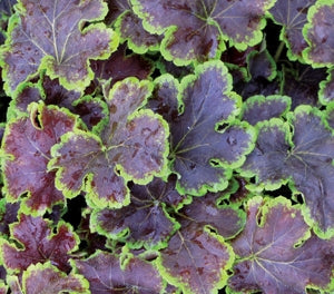 Heuchera x Tiarella - SOLAR ECLIPSE - Heucherella