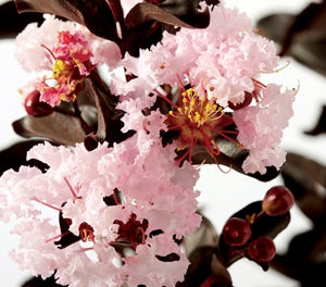 Lagerstroemia indica - Diamonds in the Dark® BLUSH - Crepe Myrtle 'PMC23' PBR