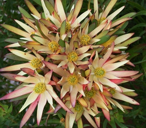 Leucadendron salignum - FIREGLOW - Sunshine Conebush