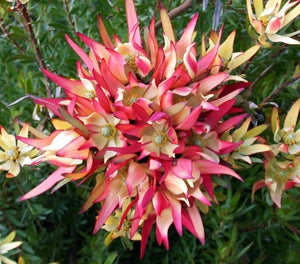 Leucadendron salignum - JACK HARRE - Sunshine Conebush