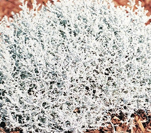 Leucophyta brownii - SILVER NUGGET - Cushion Bush