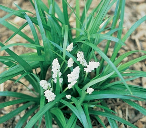 Liriope muscari - MONROE WHITE - Blue Lily Turf
