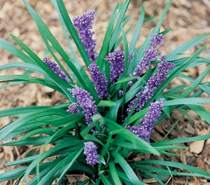 Liriope muscari - ROYAL PURPLE - Blue Lily Turf