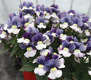 Nemesia - CHERRY BLUE - Cape Jewel