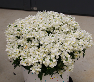 Nemesia - VANILLA SLICE - Cape Jewel