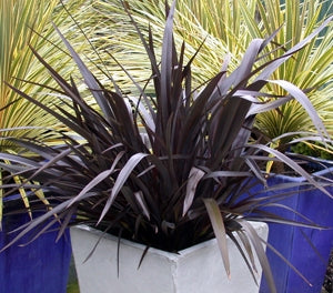 Phormium colensoi - PURPLE HAZE - Mountain Flax