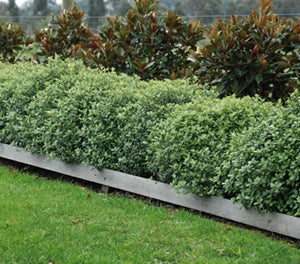 Pittosporum tenuifolium - GOLF BALL - Dwarf Kohuhu 'Golf Ball' PBR