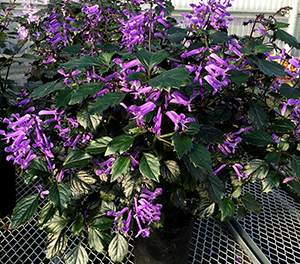Plectranthus saccatus - Velvet™ DIVA - Porch Jacaranda