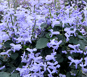 Plectranthus saccatus - Velvet™ IDOL - Porch Jacaranda