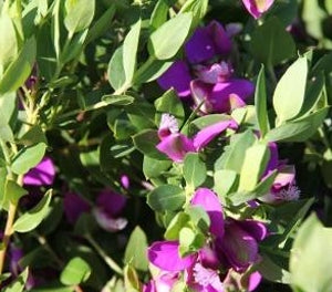 Polygala x dalmaisiana - DAZZLER - Petite Butterfly Sweet Pea