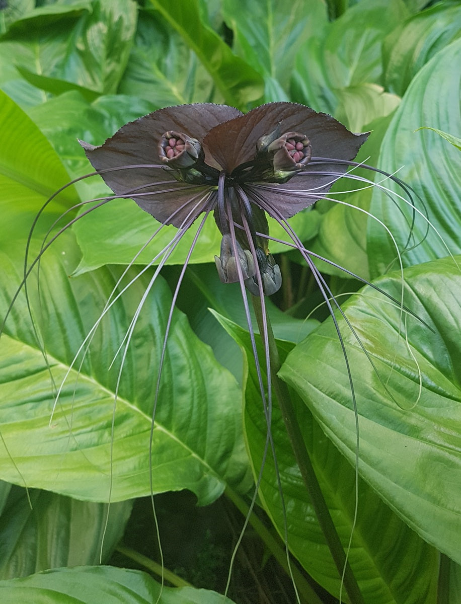 Tacca chantrieri - Black Bat Plant