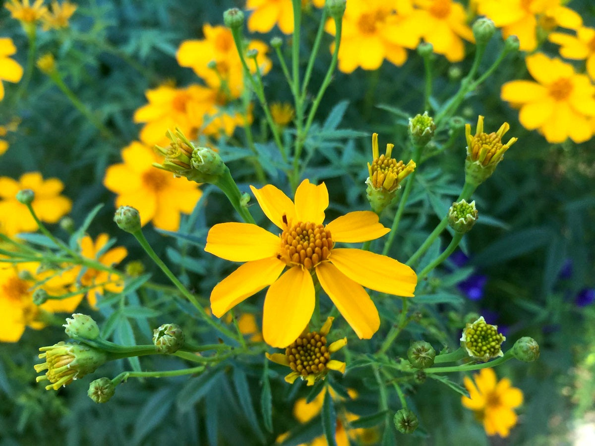 Tagetes lemmonii - Passionfruit Marigold