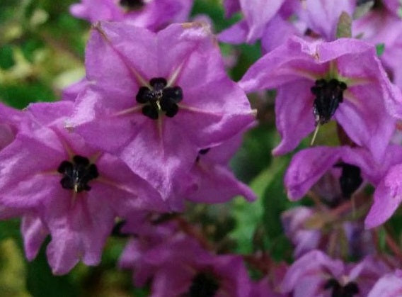 Thomasia purpurea x solanacea - Paper Wren Flower