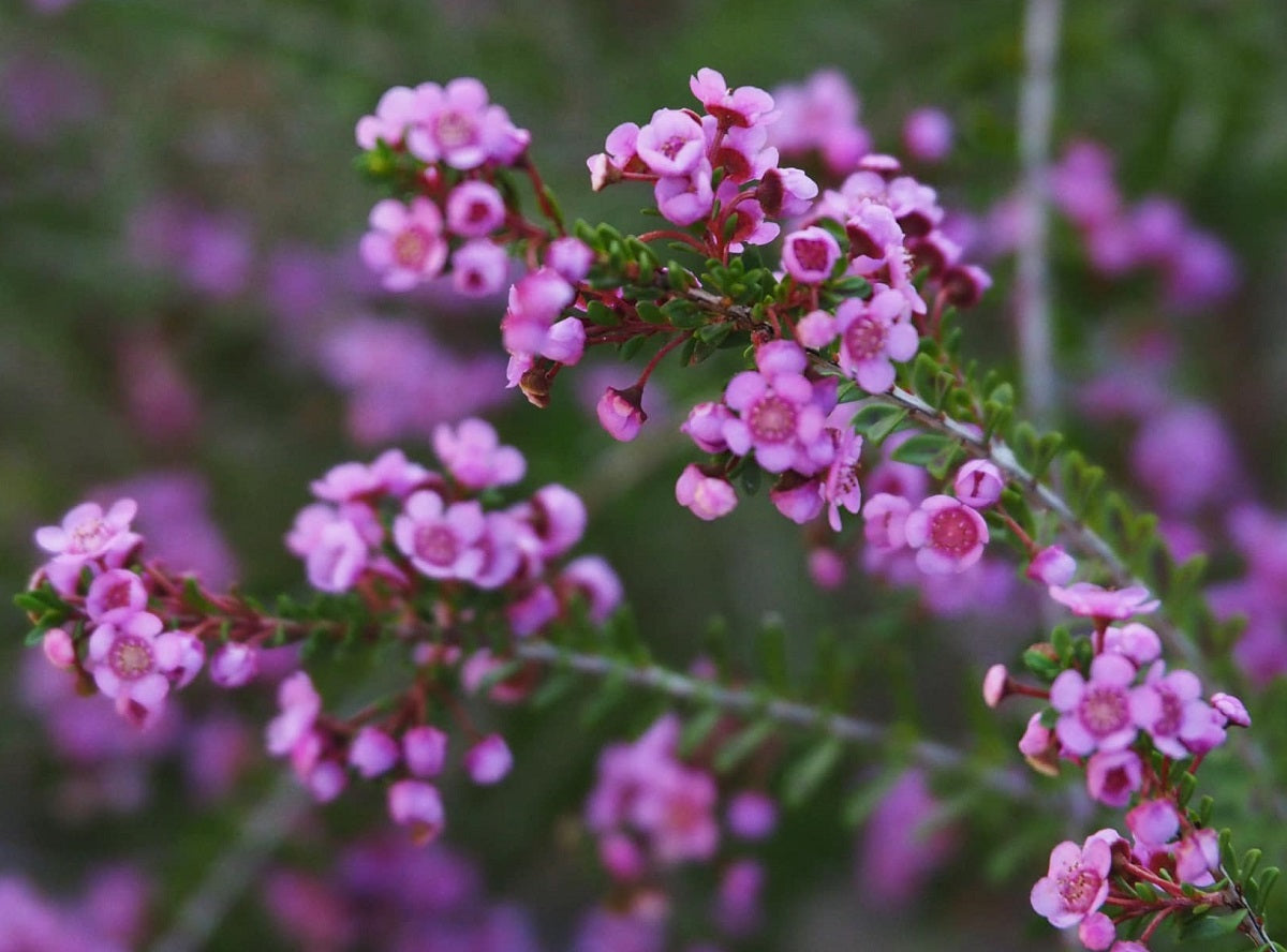 Thryptomene saxicola - MINGENEW - Rock Thryptomene