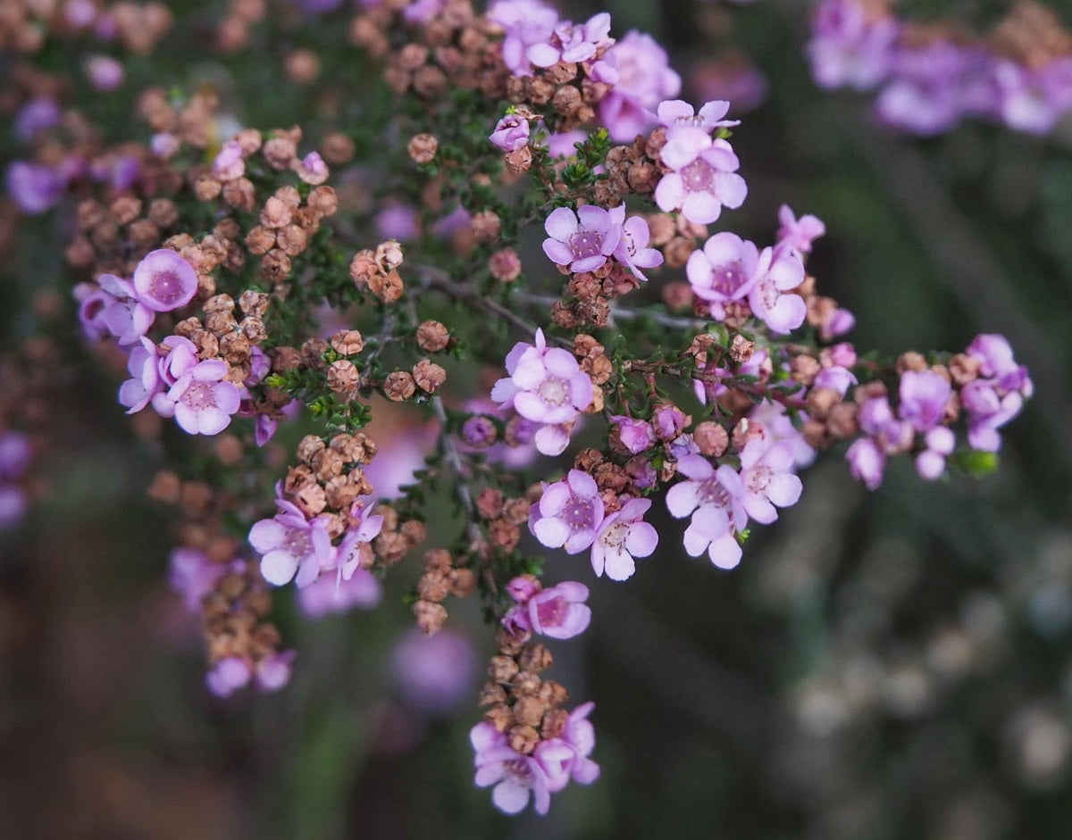 Thryptomene baeckeacea - Coastal Thryptomene