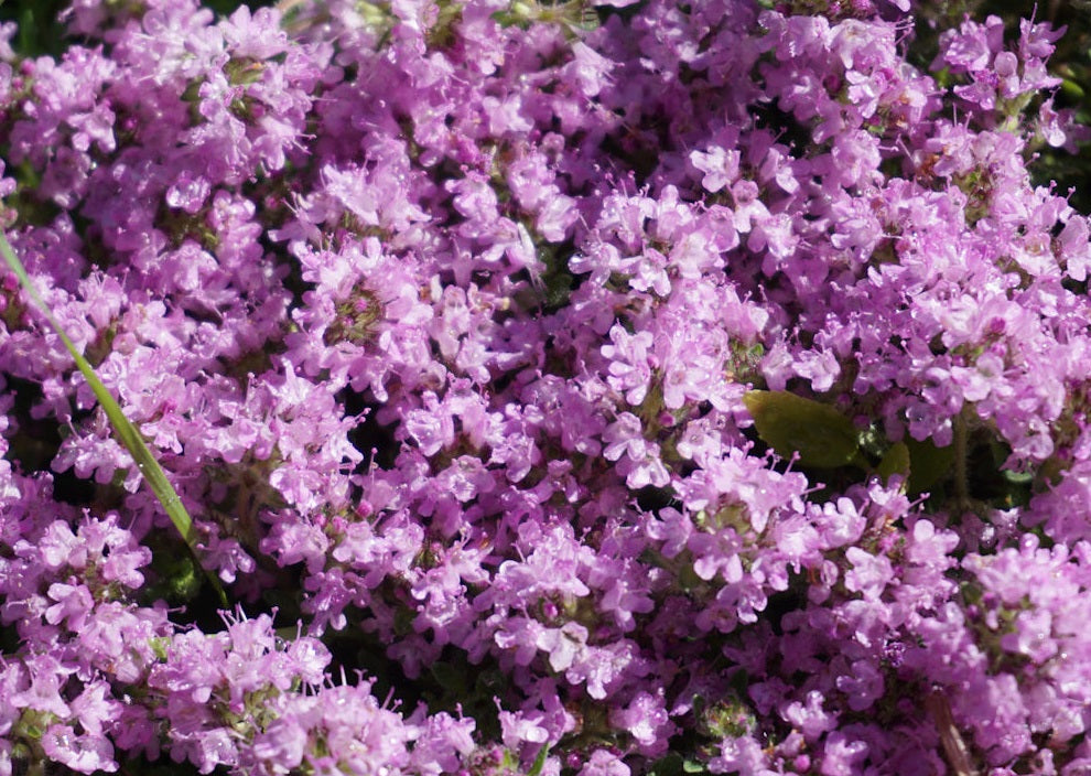 Thyme Creeping - PINK CHINTZ - Thymus serpyllum