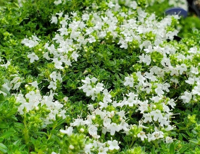 Thyme Creeping White - ALBA - Thymus serpyllum
