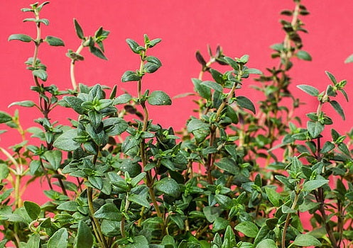 Thyme - PIZZA - Thymus nummularius