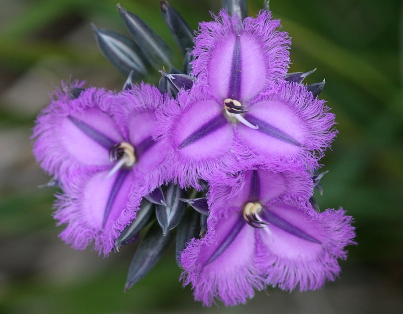 Thysanotus multiflorus - Fringe Lilly
