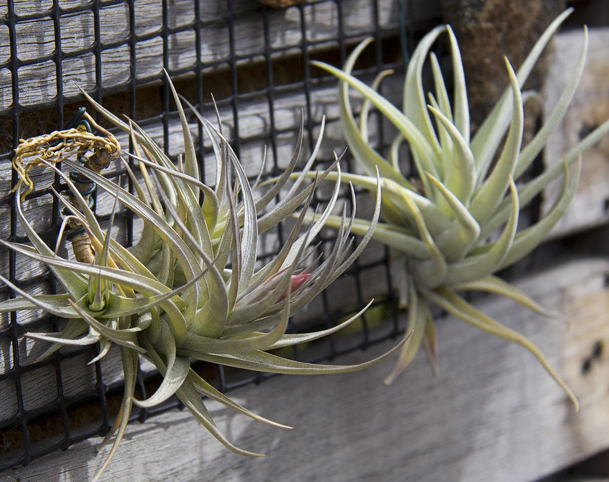 Tillandsia bergeri - Twinkling Cluster Air Plant