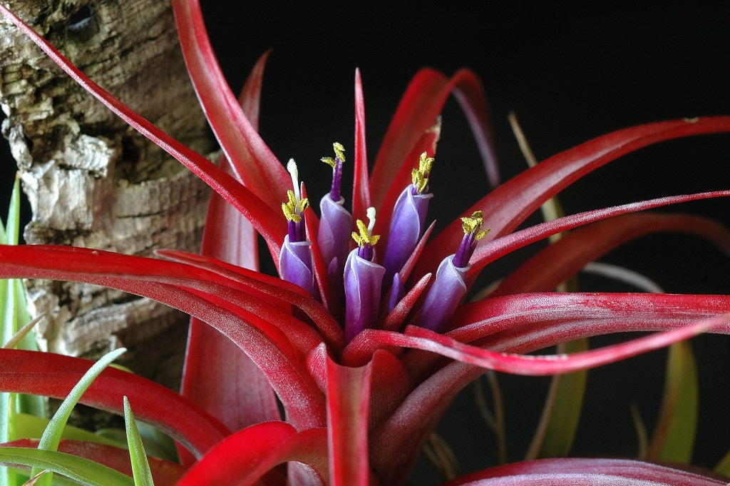 Tillandsia brachycaulos - Scarlet Star Air Plant